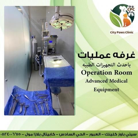 veterinary surgical operation