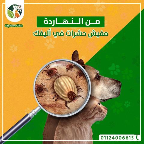 لحشرات في الصيف مشكلة كبيرة   من النهاردة مفيش أي قلق أو أي إزعاج من الحشرات في أليفك مع Bravecto   الحشرات من أكتر مسببات الإزعاج اللي ممكن تزعج أي مُربي حيوانات أليفة Pet Owner، لأن الحشرات بتأذي حيوانك الأليف وممكن تأذيك انت شخصيًا خصوصًا في فصل الصيف.  لكن النهاردة ومعانا في City Paws Clinic بنقولك انسى الحشرات، لأننا بنعلن عن توافر أقراص Bravecto الجديد لجميع الأوزان واللي هيخلصك تمامًا من الحشرات في أليفك لمدة 3 شهور، لأنه إنتاج شركة أدوية عالمية وتركيبته بتقضي على دورة حياة الحشرة، ومفعوله سريع لدرجة